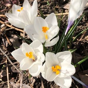 Meet your Posher, Anne